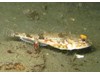 Photo of Chitonotus pugetensis
